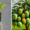 Use fertile soil that drains well