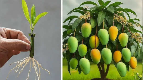 Use fertile soil that drains well