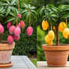 Choose a large container with adequate drainage