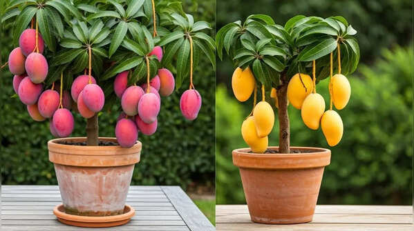 Choose a large container with adequate drainage