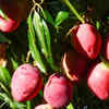 Article image for: Mango – select the right variety for container gardening