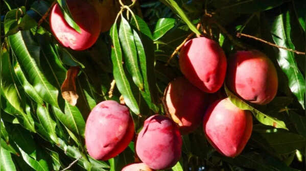 Mango – select the right variety for container gardening