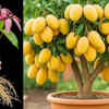 Article image for: How to grow mango <i class="tbold">plant</i> in a pot (Simple step-by-step guide for beginners)