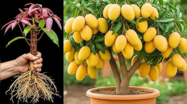 How to grow mango plant in a pot (Simple step-by-step guide for beginners)