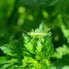 Balanced gardens work better than insect-free gardens
