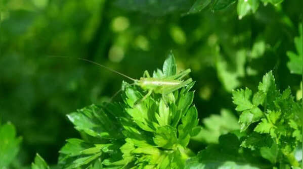 Balanced gardens work better than insect-free gardens