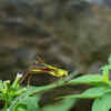 Excessive pesticide use may harm more than just crickets