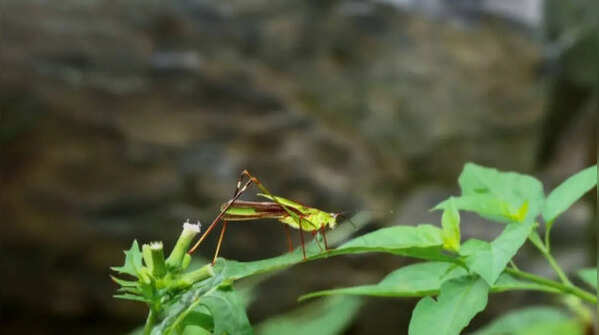 Excessive pesticide use may harm more than just crickets