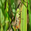 Their chirping often signals a healthy outdoor ecosystem