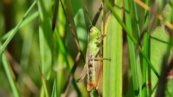 Their chirping often signals a healthy outdoor ecosystem