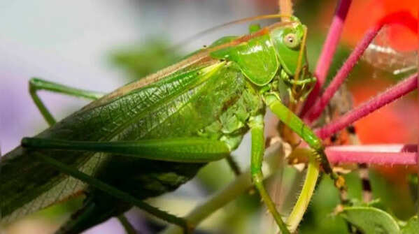 They are an important food source for birds and reptiles