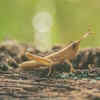 Crickets help improve soil activity naturally