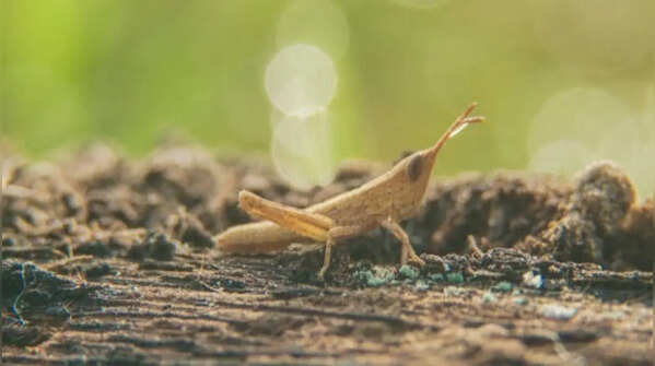 Crickets help improve soil activity naturally