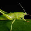 Cricket – natural recyclers of dead plant matter