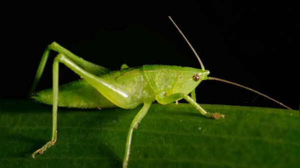 Cricket – natural recyclers of dead plant matter