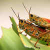 Article image for: How crickets are good for your garden (and why you shouldn't kill them)