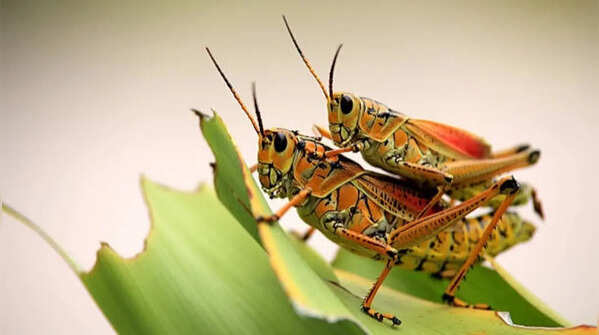 How crickets are good for your garden (and why you shouldn't kill them)