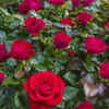 Article image for: Rose - the famous flower capable of blooming continuously