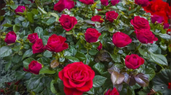 Rose - the famous flower capable of blooming continuously