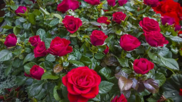 Rose Wallpapers