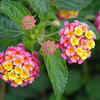 Article image for: Lantana - the flowering <i class="tbold">plant</i> with colorful clusters