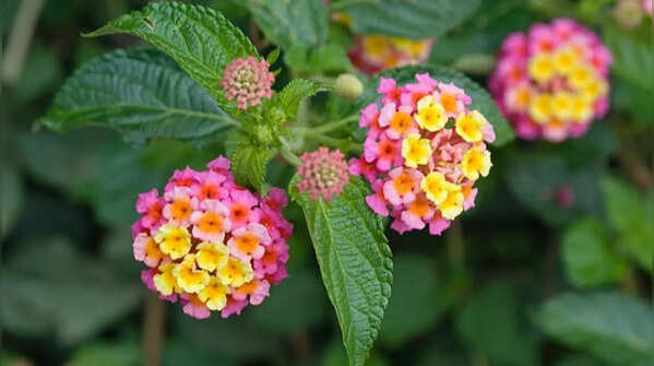 Lantana - the flowering plant with colorful clusters