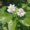 Article image for: Jasmine - fragrant <i class="tbold">flowers</i> that bloom continuously