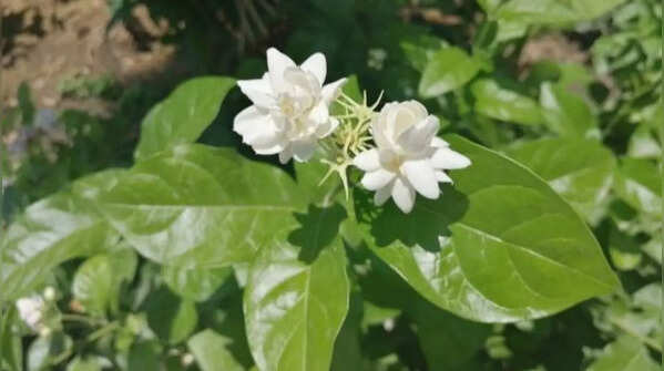 Jasmine - fragrant flowers that bloom continuously