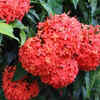 Article image for: Ixora - flowering shrubs for tropical gardens