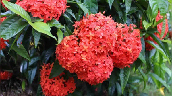 Ixora - flowering shrubs for tropical gardens