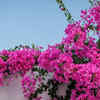 Bougainvillea - the blooming climber with bright bracts
