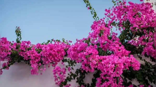 Bougainvillea - the blooming climber with bright bracts