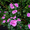 Article image for: Periwinkle - the flowering <i class="tbold">plant</i> with low maintenance requirements