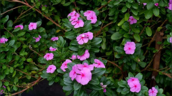Periwinkle - the flowering plant with low maintenance requirements