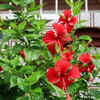 Article image for: Hibiscus - the colorful flower commonly found in many Indian households