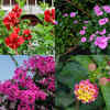 Article image for: 7 beautiful flowers that bloom all year and keep your garden colourful
