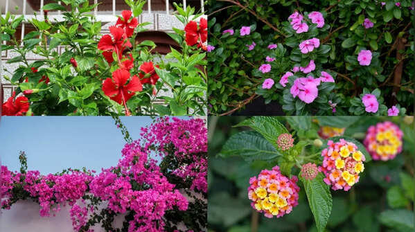 7 beautiful flowers that bloom all year and keep your garden colourful