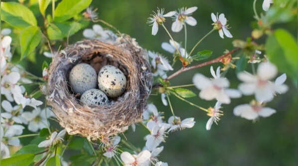 Maintain a peaceful environment in the garden