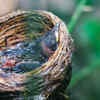 Install bird <i class="tbold">boxes</i> or birdhouses in quiet places