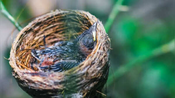 Install bird boxes or birdhouses in quiet places