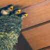 Ensure availability of nesting material around the garden