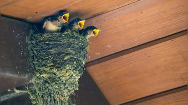 Ensure availability of nesting material around the garden