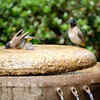 Avoid excessive use of pesticides and chemicals