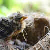 Plant dense bushes and native trees for natural nesting areas