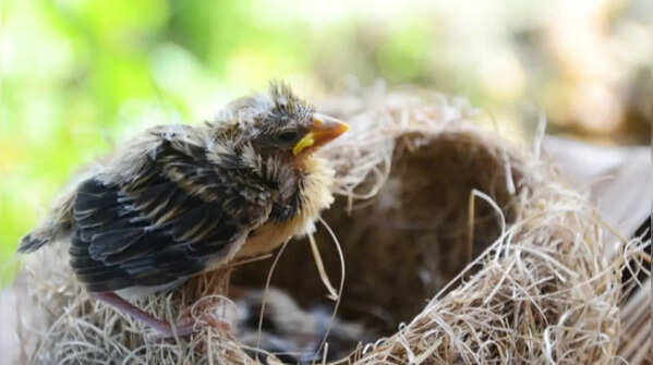 Plant dense bushes and native trees for natural nesting areas