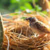 Article image for: Want birds to nest in your garden? These simple tricks can help