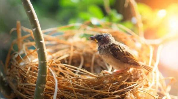Want birds to nest in your garden? These simple tricks can help