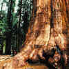 Going to the tree is an experience too