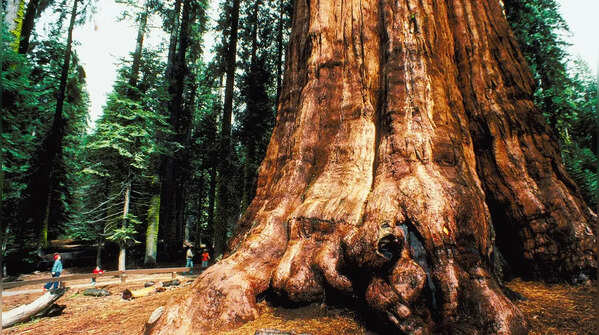 Going to the tree is an experience too