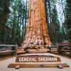 Article image for: The tree is so large that photographs barely explain <i class="tbold">it</i>